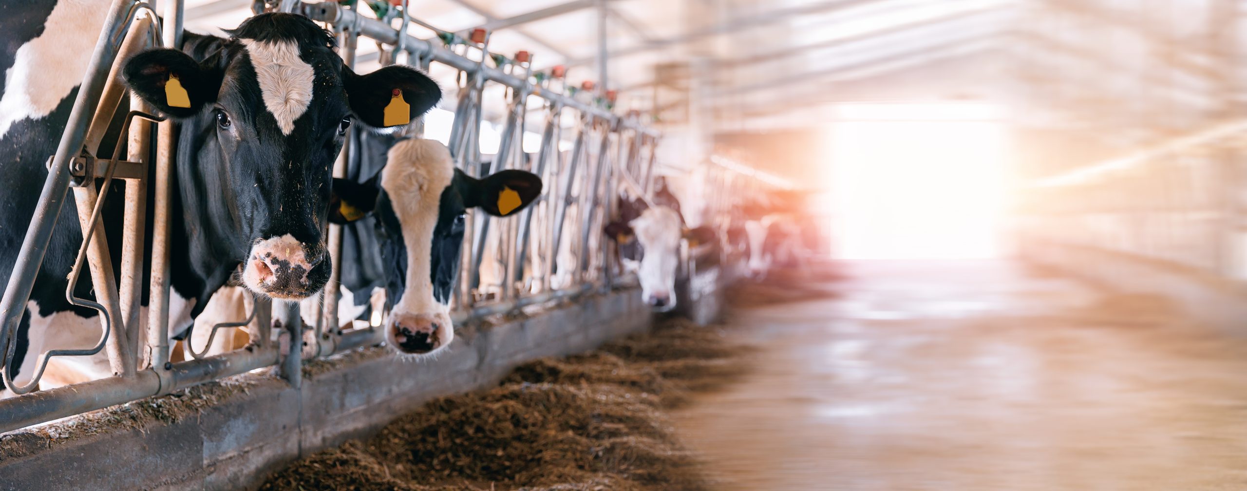 Cows,Holstein,Eating,Hay,In,Cowshed,On,Dairy,Farm,With